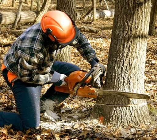 Tree Removal in Almena, KS